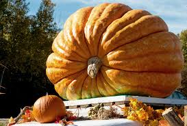 Image result for giant pumpkin