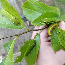 Image result for Buchnera libenii