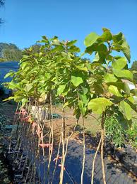 Image result for Eucalyptus torelliana