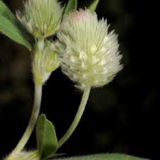 Image result for Trifolium simense