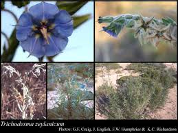 Image result for Trichodesma zeylanicum