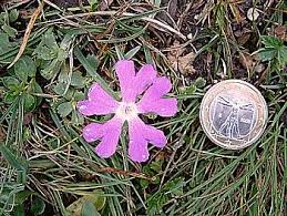 Image result for Emilia caespitosa