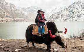 We name shelter as home. Yak Safari In Sikkim Makemytrip Blog