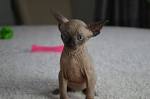 Sphynx Kittens for Sale - Felines4us