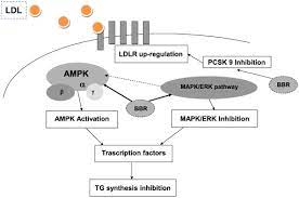 Lipid Lowering Mechanism Of Action Of Berberine Download Scientific Diagram
