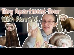 Many in the ferret community dislike petco a lot as they mostly sell marshall ferrets. How Much Do Ferrets Cost All Hidden Costs Revealed Small Pet Site