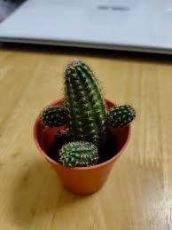 To our knowledge, these results are the first to show that darkness triggers secondary dormancy in cacti. I Have A Question Anyone Know What Is The Scientific Name Of This Type Of Cactus And Does This Type Of Cactus Have Flower Cactus
