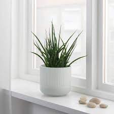Gradvis Plant Pot Gray Ikea In 2021 Indoor Plant Pots Ikea Plants Potted Plants