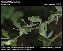 Image result for Pithecellobium dulce