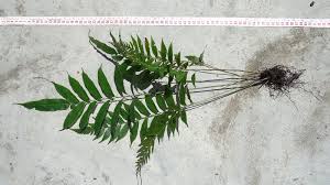 Image result for Eriosema flexuosum