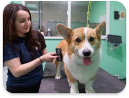 24 Hour Dog Daycare in Miramar