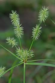 Image result for Aeschynomene glauca