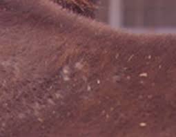 All About Rain Rot On Horses The Horse Owner S Resource