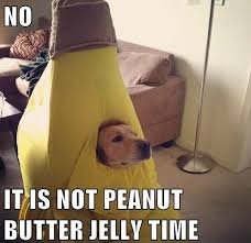 Today 4 2 14 Is National Peanut Butter And Jelly Day Funny Dog Memes Dog Memes Dog Halloween