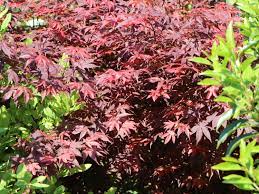 As a deciduous shrub or small tree, it carries attractive palmate leaves in spring through autumn. Roter Facherahorn Atropurpureum Acer Palmatum Atropurpureum Baumschule Horstmann