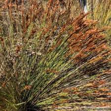 Image result for Anthephora pubescens