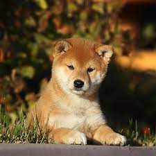 Vetted florida shiba inu breeders. 1 Shiba Inu Puppies For Sale In Florida Uptown Puppies