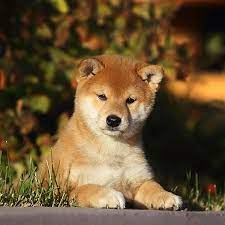 What are shiba inu (shib) price predictions saying about the new crypto play? 1 Shiba Inu Puppies For Sale In Florida Uptown Puppies