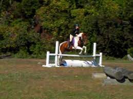 Hunter Jumper Paint Horse Youtube