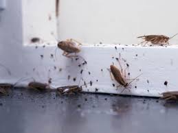 If pest control is a landlord or tenant responsibility. Who Is Responsible For A Pest Infestation In A Rental Property