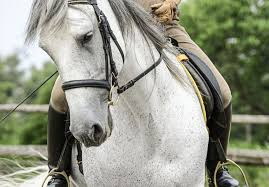 gleichgewicht uben mit dem meister kreis meister kreis 24 hutchen 4 kreise 9 ubungen in 2020 reiten pferd richtig reiten