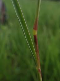 Image result for Urochloa arrecta