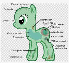 Maybe you would like to learn more about one of these? Eukaryotic Cells My Little Pony Clipart Plant Cell Eukaryotic Plantae Free Transparent Png Download Pngkey