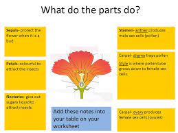 What are the six main parts of a flower? Parts Of A Flower L O Understand The Structure And Function Of The Male And Female Parts Of A Flowering Plant Starter Name As Many Different Parts Of Ppt Video Online Download