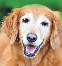 Sandy Hook fights back