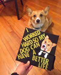 21 Graduation Caps That Are Truly Truly Extra High School Graduation Cap Graduation Cap Social Work Graduation Cap