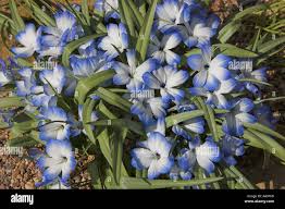 Image result for Tecophilaeaceae