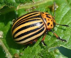 Strela. Банкноты и монеты - путешествие по свету!