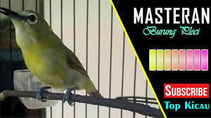 Jenis pakan tambahan yang baik diberikan untuk kacer adalah: Masteran Burung Pleci Gacor Ngalas Buka Paruh Suara Super Kenceng By Top Kicau