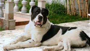 Alabay, bir diğer adı ile alabai köpeği çoban köpekleri arasında en çok tercih edilen cinsler arasında yer almaktadır. Wie Viele Alabai Leben Die Lebenserwartung In Der Heimat Wie Alt Ist Der Hund Dieser Rasse Auf Der Strasse Leben Kann