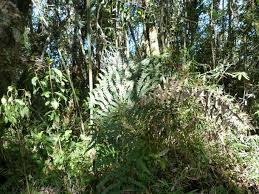 Image result for Blotiella