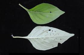 Image result for Asystasia malawiana