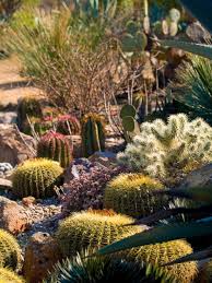 43 Gorgeous Cactus To Grow Ideas For Your Garden Cactus Cactus Types Garden