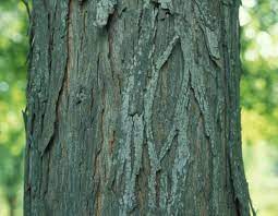 It was one of the main sources of nutrition for them. Shellbark Hickory Missouri Department Of Conservation