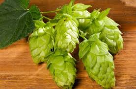 Su cultivo permanente dura hasta 20. La Historia Del Lupulo En Chile Beer Geeks
