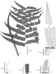 Image result for Megalastrum lanuginosum