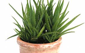 Da die pflanzen nicht winterfest sind, empfiehlt es sich, sie im topf zu kultivieren. Aloe Vera Pflanze Aloe Abelie Augentrost Pflanzen Saatgut Ruhlemann S Krauter Und Duftpflanzen