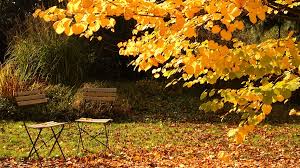 In vielen beiträgen haben wir über die richtigen standorte. Herbst Im Garten Was Jetzt Zu Tun Ist