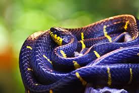 Black And Yellow Striped Caterpillar Michigan Go Blue Snake In 2020 Snake Beautiful Snakes Animals
