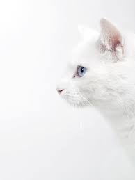 minako aino white cats animal photography white cat