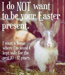 We did not find results for: Rabbits Truths On Twitter Adopt A Bunny Easter Pets Cute Easter Pictures