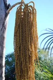 Image result for Caryota urens