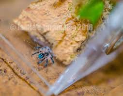 Uruguayan black (grammostola quirogai) 1 $90: Jamie S Tarantulas June 2018