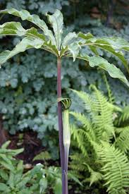 Image result for Arisaema