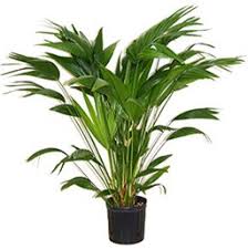 Decorative indoor palm trees in pots royalty vector. Palm Houseplant Costa Farms