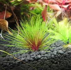 Image result for Tricalysia sp. E